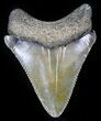 Sharp Juvenile Megalodon Tooth - Maryland #30115-1